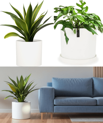 large plant pot