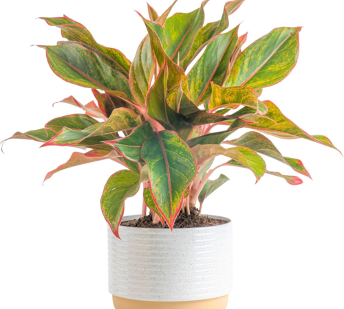 indoor-chinese-plant