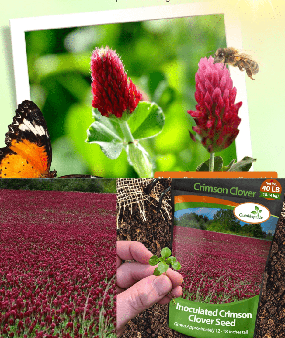 crimson clover seeds