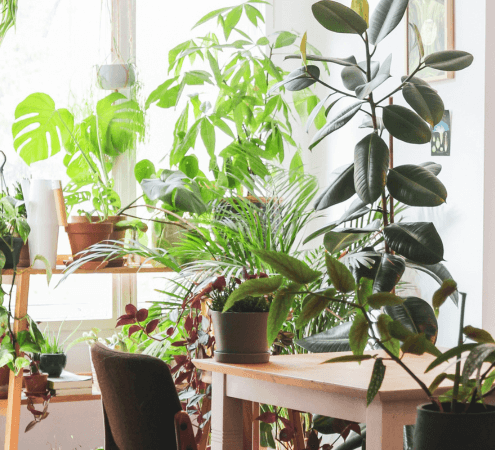 indoor-plants-green
