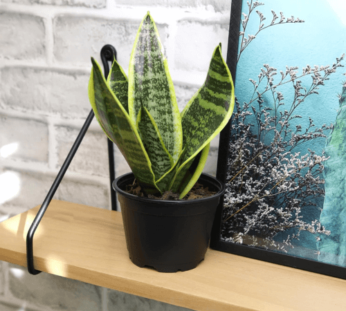 indoor-snake-plant