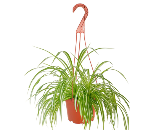 Chlorophytum-comosum-spider