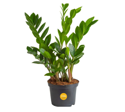 succulent-plant