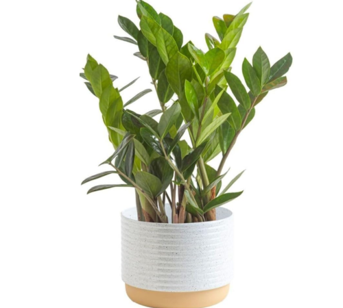 indoor-zz-plant